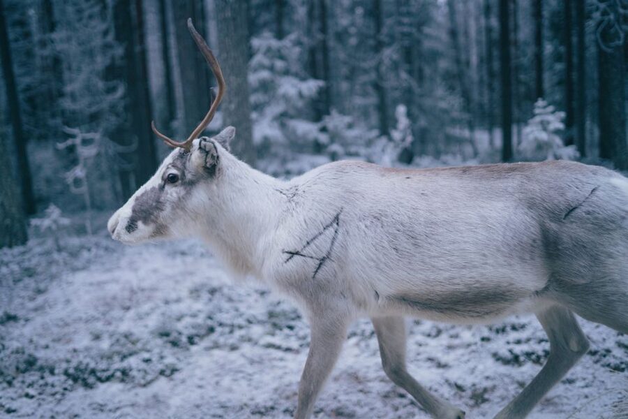 Rovaniemi: Reindeer Farm Visit with Photographer - Professional Photos: What You Get and Why It’s Worth Paying for