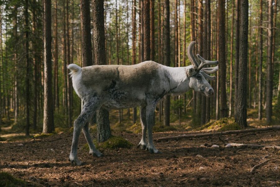 Rovaniemi: Reindeer Farm Visit with Photographer - Pricing in Rovaniemi: Is $139 a Good Deal?