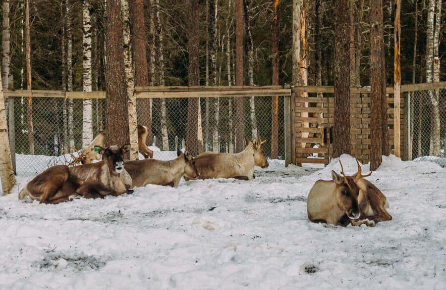 Rovaniemi: Reindeer Farm Visit with Sleigh Ride & Pickup - Quick Take: What Makes This Tour Feel Like Lapland