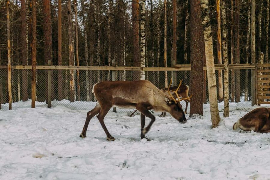 Rovaniemi: Reindeer Farm Visit with Sleigh Ride & Pickup - What Happens at the First Stops Before the Reindeer Sleigh