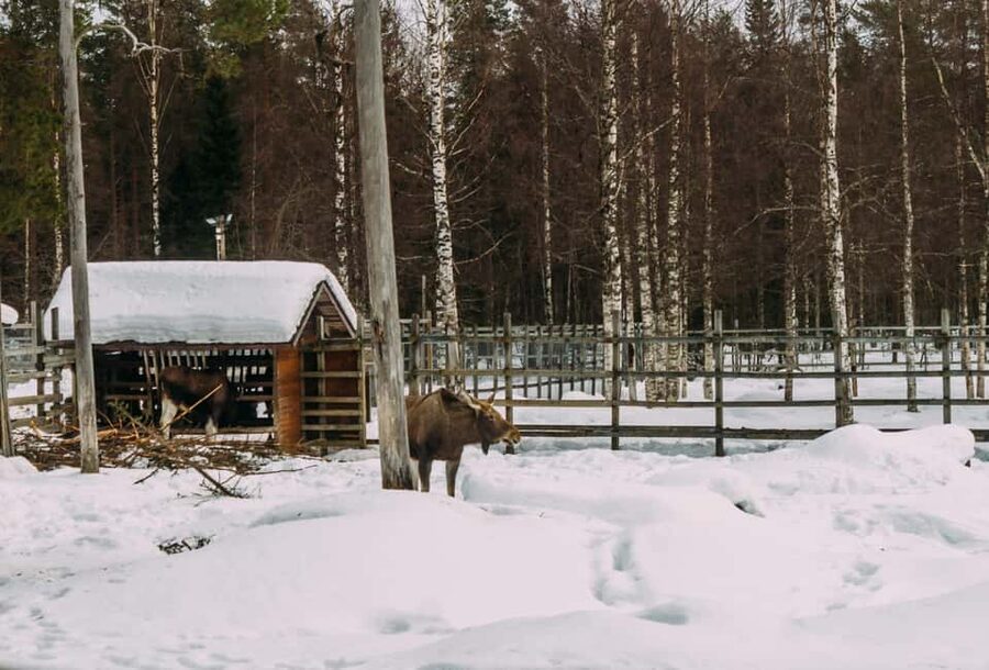 Rovaniemi: Reindeer Farm Visit with Sleigh Ride & Pickup - Arriving Near Santa Claus Village, But Still Keeping It Real