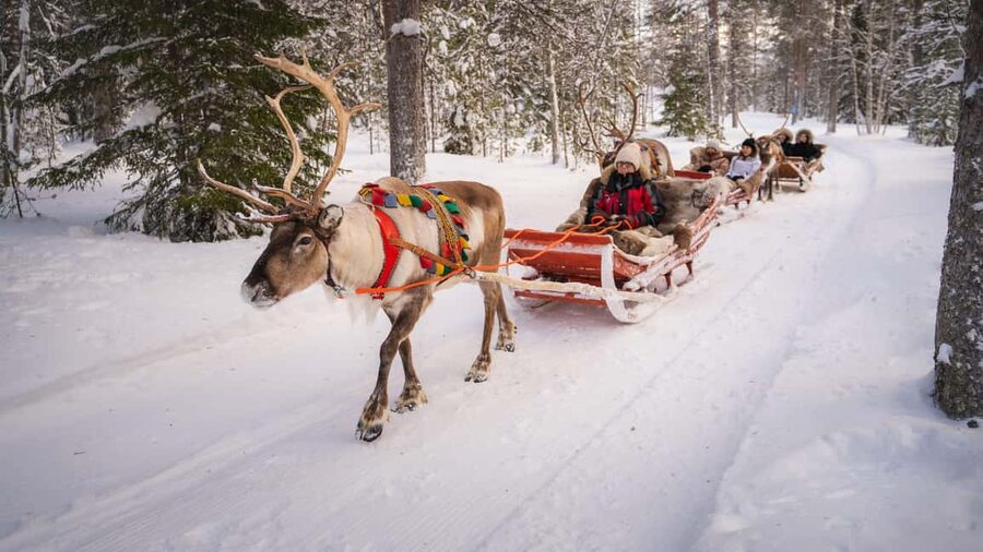 Rovaniemi: Reindeer Farm Visit with Sleigh Ride & Snacks - Should you book the reindeer farm and sleigh ride?