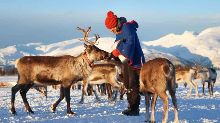 Rovaniemi: Reindeer Farm Visit with Sleigh Ride & Snacks - At the reindeer farm: feeding, questions, and Sámi stories