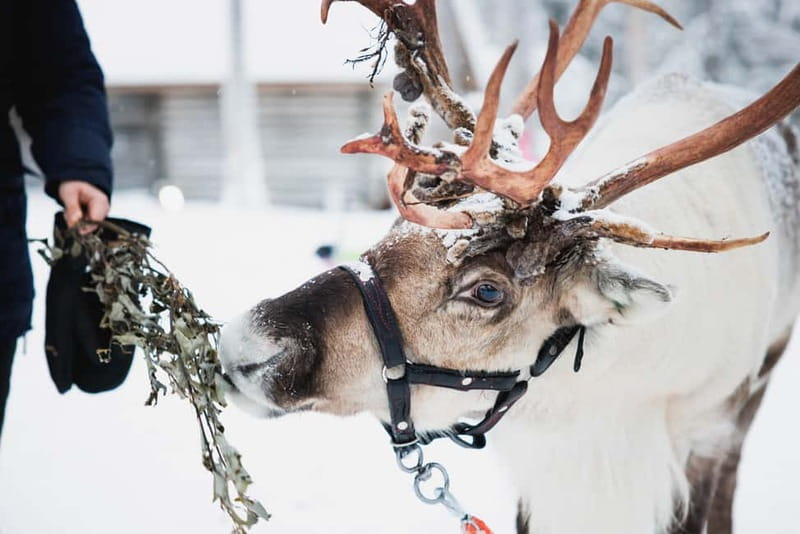 Rovaniemi: Reindeer, Huskies & Santa Claus Village - How this 6-hour Rovaniemi tour hits the Arctic Circle magic fast