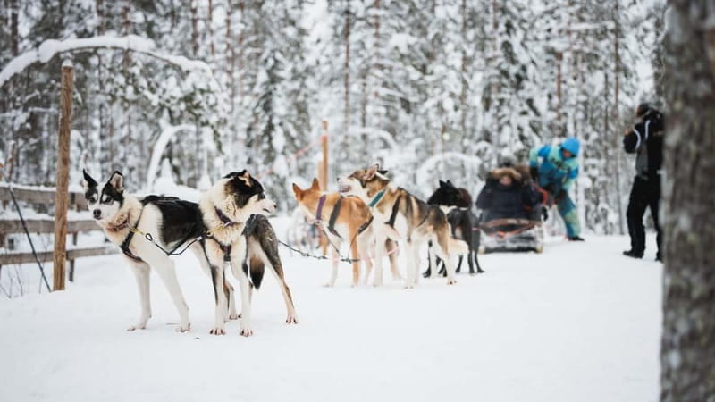 Rovaniemi: Reindeer, Huskies & Santa Claus Village - Price and value in Rovaniemi, what you actually get for $221