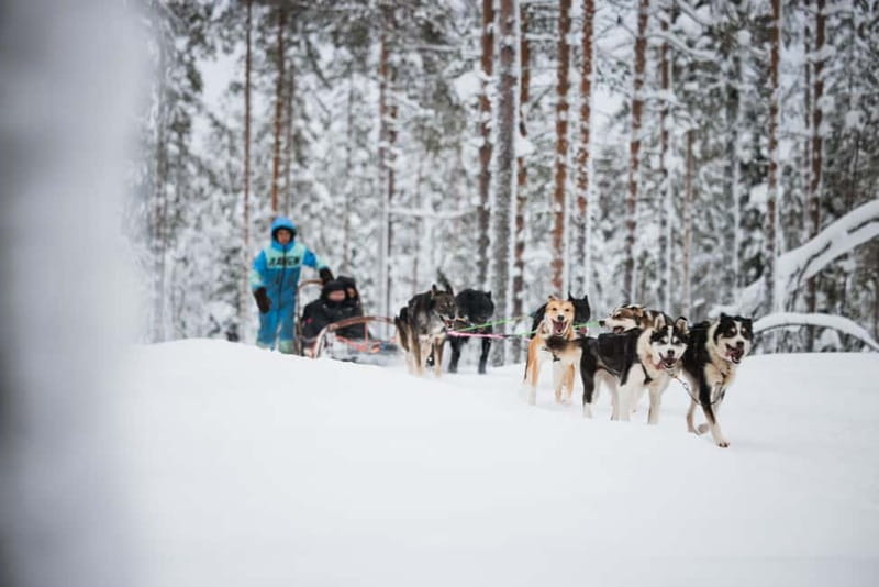 Rovaniemi: Reindeer, Huskies & Santa Claus Village - Should you book this Rovaniemi reindeer, husky and Santa tour?