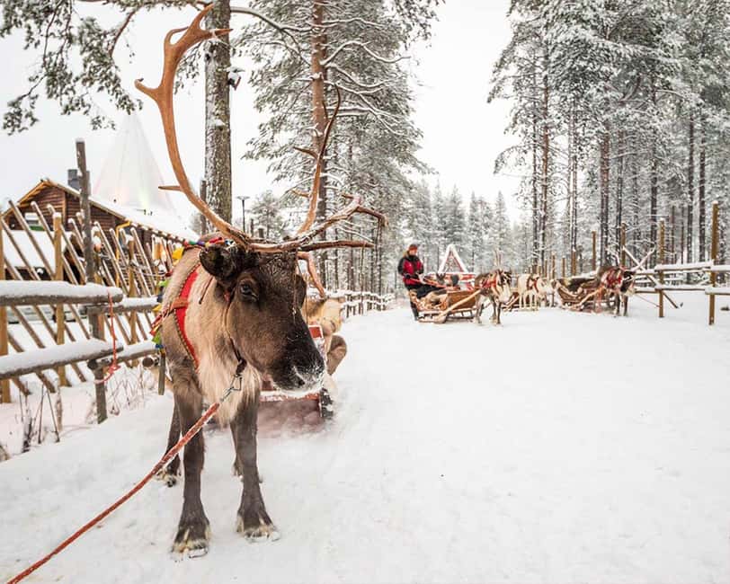 Rovaniemi: Reindeer & Husky Ride with Santa Claus Village - Santa Claus Village stroll and Arctic Circle crossing