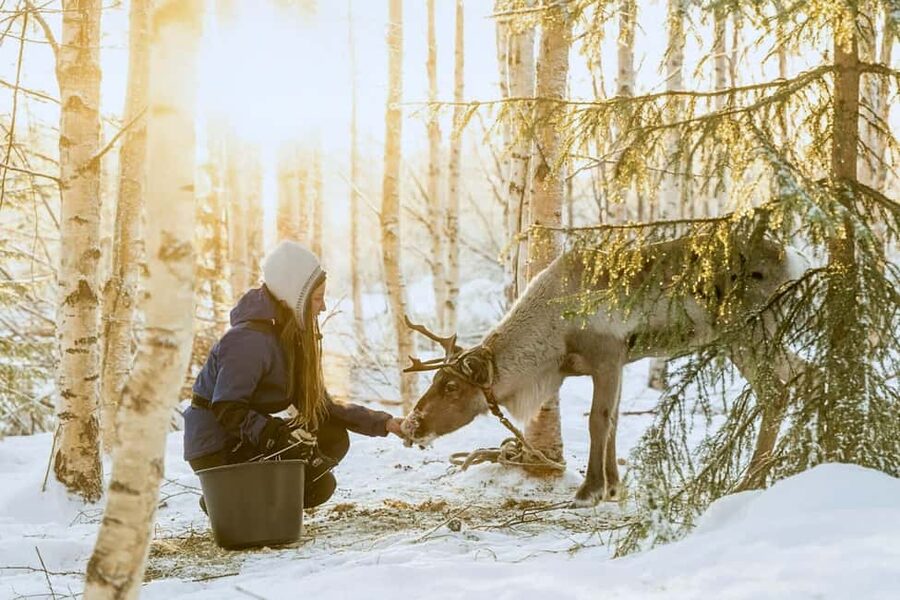 Rovaniemi: Reindeer Safari at 200-Year-Old Farm & Sled Ride - Arriving at a 200-Year-Old Reindeer Farm