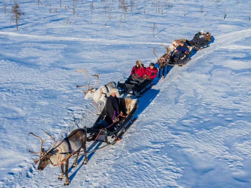 Rovaniemi: Reindeer Safari at 200-Year-Old Farm & Sled Ride - Warm Up in a Kota, Then Get Your Reindeer Driving License