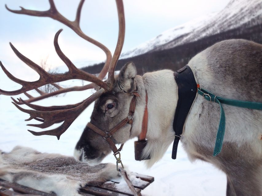 Rovaniemi: Reindeer Sleigh Ride with Hot Drink and Cookies - Key Highlights Worth Your Time