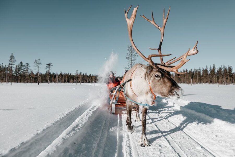 Rovaniemi: Reindeer Sleigh Ride with Hot Drink and Cookies - The 1.5km Frozen Forest Sleigh Ride: Slow Magic, Not a Race