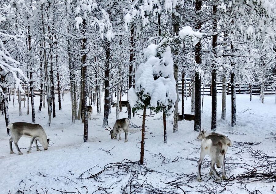 Rovaniemi: Reindeer Sleigh Ride with Hot Drink and Cookies - Pickup, Timing, and How Not to Get Left Behind