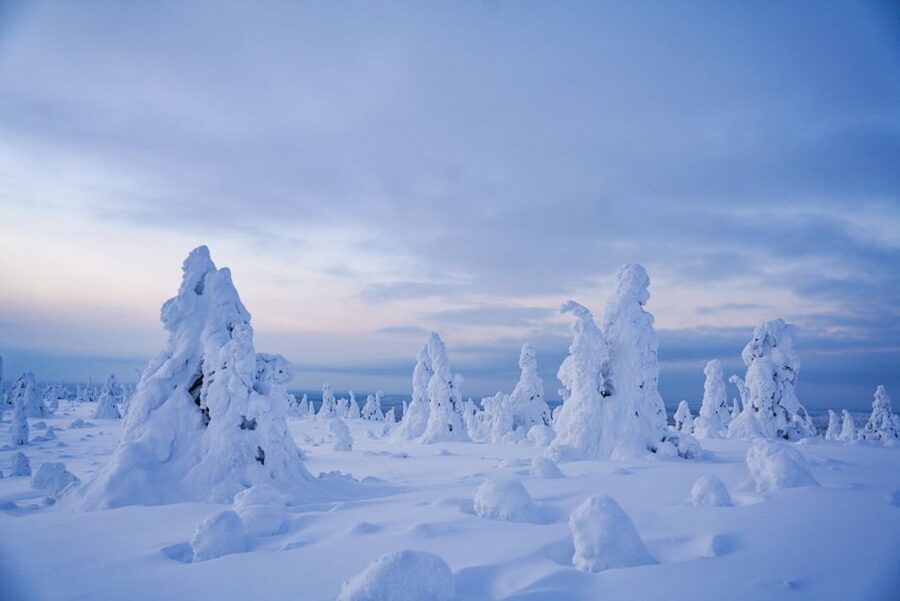 Rovaniemi: Riisitunturi National Park Day Trip with Lunch - Key things I’d circle before you go