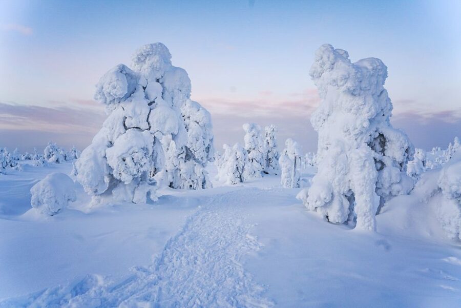 Rovaniemi: Riisitunturi National Park Day Trip with Lunch - Price and value: what you’re really paying for at $223