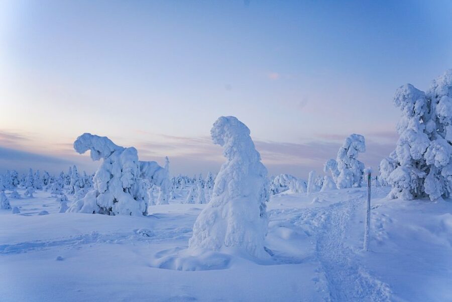 Rovaniemi: Riisitunturi National Park Day Trip with Lunch - Should you book this Riisitunturi National Park day trip?