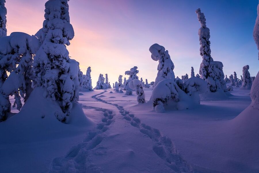 Rovaniemi: Riisitunturi National Park with Pro Photos & BBQ - Price and value of $159, what you are really paying for