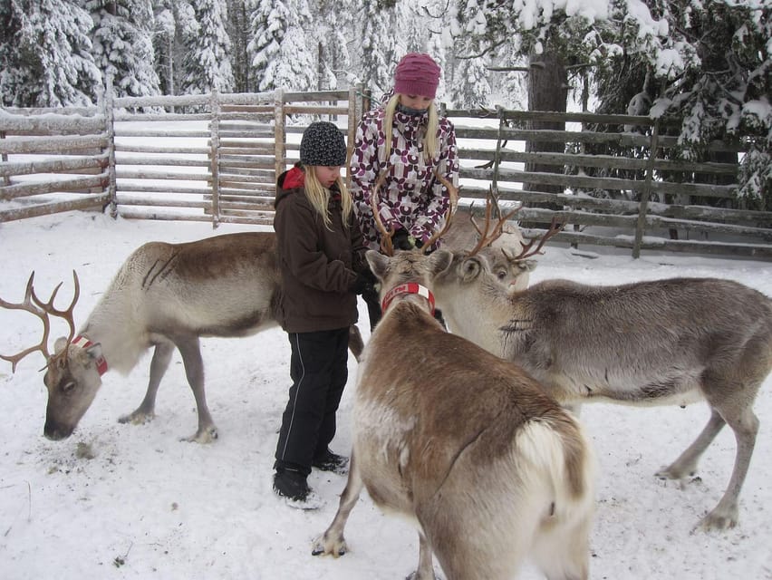 Rovaniemi: Saami Reindeer Farm Visit & Sleigh Ride - Key things that make this tour worth your time