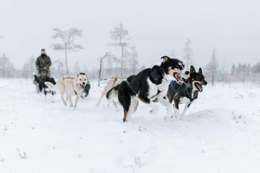 Rovaniemi: Santa Claus Village, Husky & Reindeer Tour - Cozy fire finale: hot berry juice, marshmallows, and storytelling