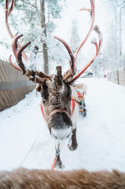 Rovaniemi: Santa Claus Village, Husky & Reindeer Tour - Santa Claus Village: meet Santa, cross the Arctic Circle, and shop without stress