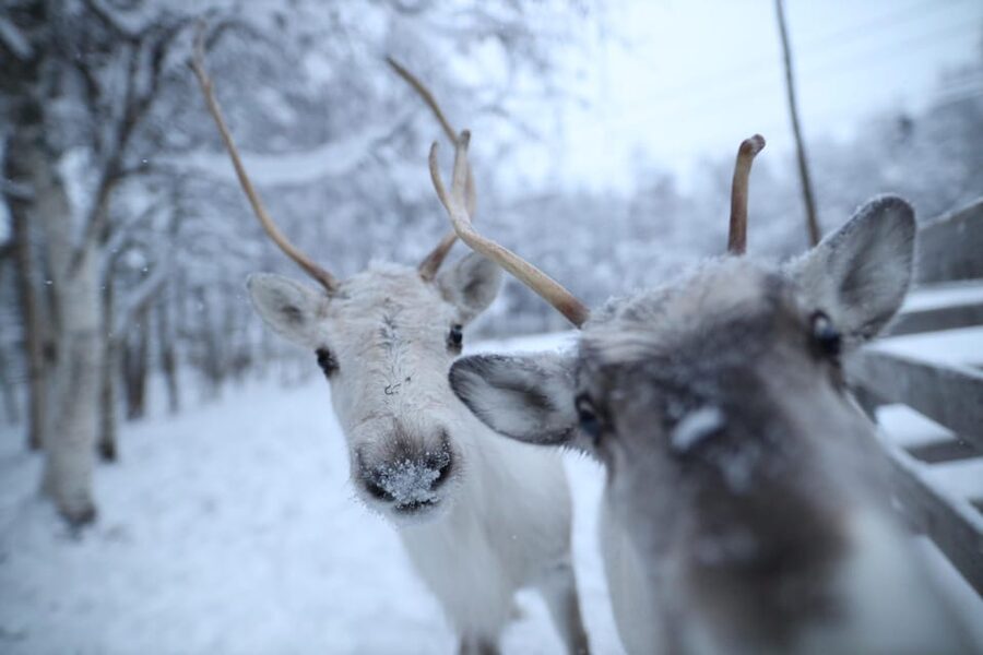 Rovaniemi: Santa Claus Village Tour Huskies & Reindeer ride - Hotel pickup and a small-group pace from Rovaniemi