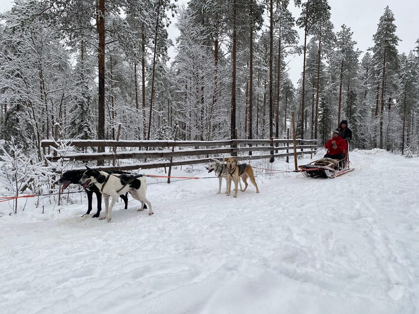 Rovaniemi: Santa Claus Village Tour Huskies & Reindeer ride - What to wear and photo tips for huskies and reindeer