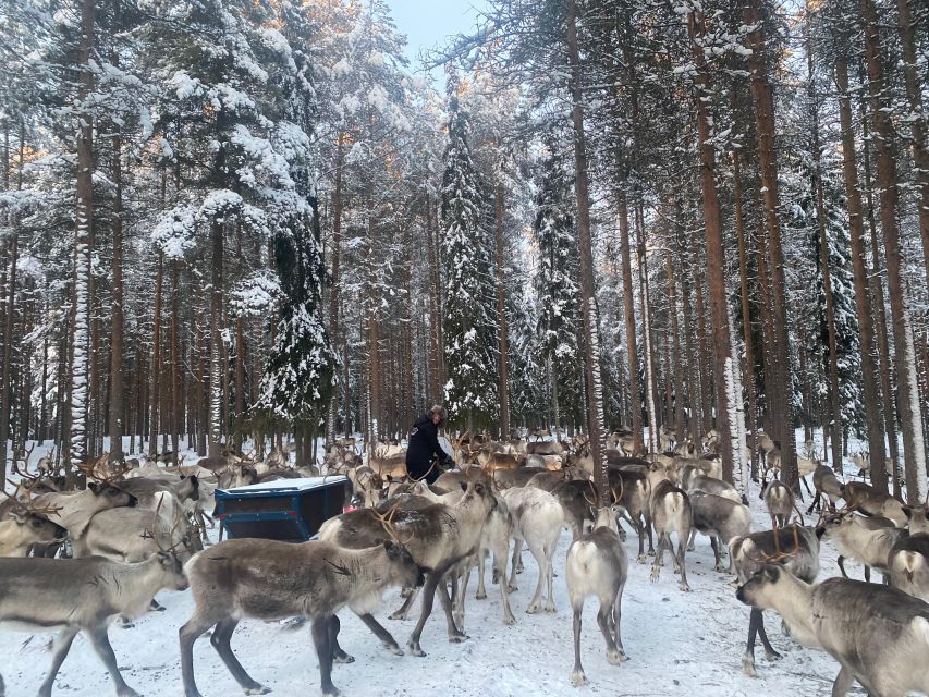 Rovaniemi: Santa Claus Village Tour Huskies & Reindeer Visit - Reindeer yard: feeding them and understanding Lapland’s symbolism