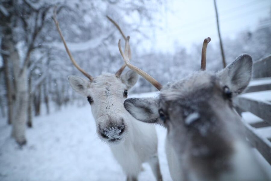 Rovaniemi: Santa Claus Village Tour Huskies & Reindeer Visit - FAQ