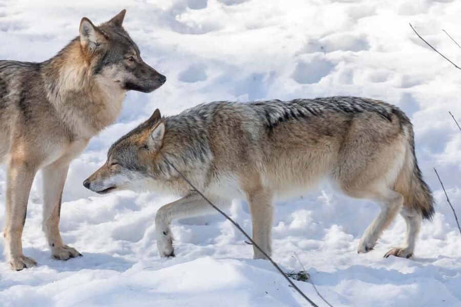 Rovaniemi: Santa, Reindeer & Ranua Zoo with Private Tour - Lunch between wildlife and Santa: a buffet break with local culture notes