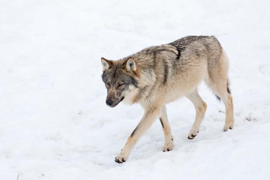 Rovaniemi: Santa, Reindeer & Ranua Zoo with Private Tour - How the guide plans the order to fit daylight and crowds