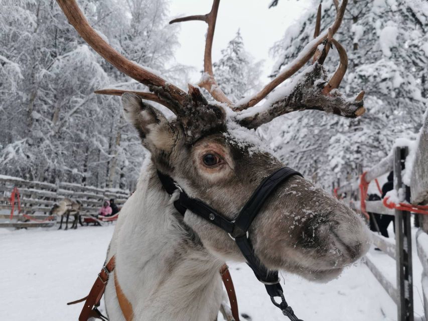 Rovaniemi: Santa's Reindeer and Husky Safari with Aurora BBQ - Key points worth knowing before you go