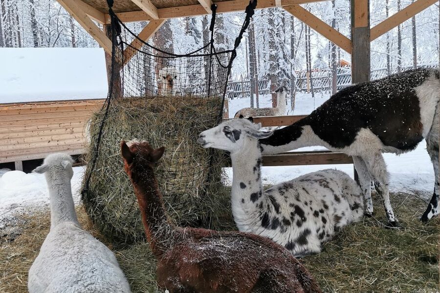 Rovaniemi: Santa's Reindeer and Husky Safari with Aurora BBQ - Tips to improve your chances with the aurora
