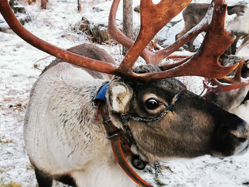 Rovaniemi: Santa's Reindeer and Husky Safari with Aurora BBQ - Morning in Rovaniemi: 500m Husky Safari, Then 400m Reindeer Ride
