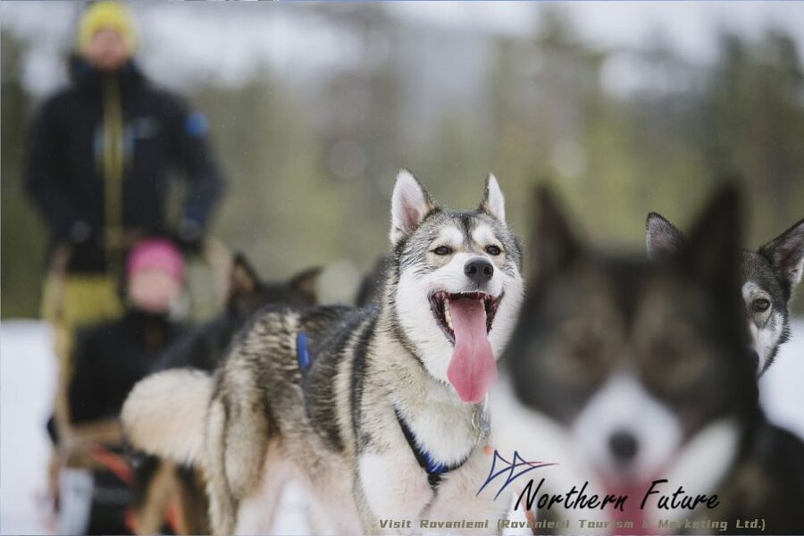 Rovaniemi: Santa's Reindeer and Husky Safari with Aurora BBQ - Around 12:30: the Santa Village option for smart breathing room