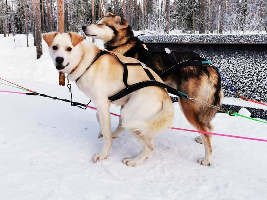 Rovaniemi: Santa's Reindeer and Husky Safari with Aurora BBQ - Evening aurora hunt: two spots and a real introduction to the sky