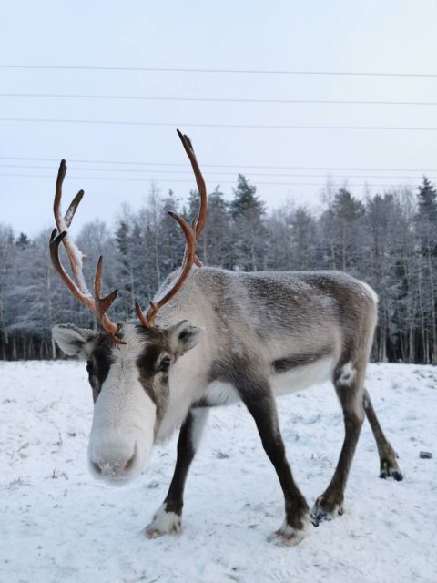 Rovaniemi: Santa's Reindeer and Husky Safari with Aurora BBQ - Transport and group size: max 8 per car is a comfort win