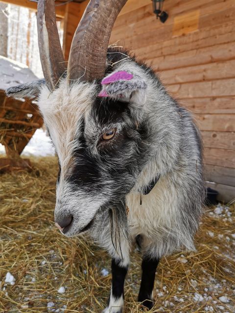 Rovaniemi: Santa's Reindeer and Husky Safari with Aurora BBQ - Short rides are not a scam, they are the trade-off