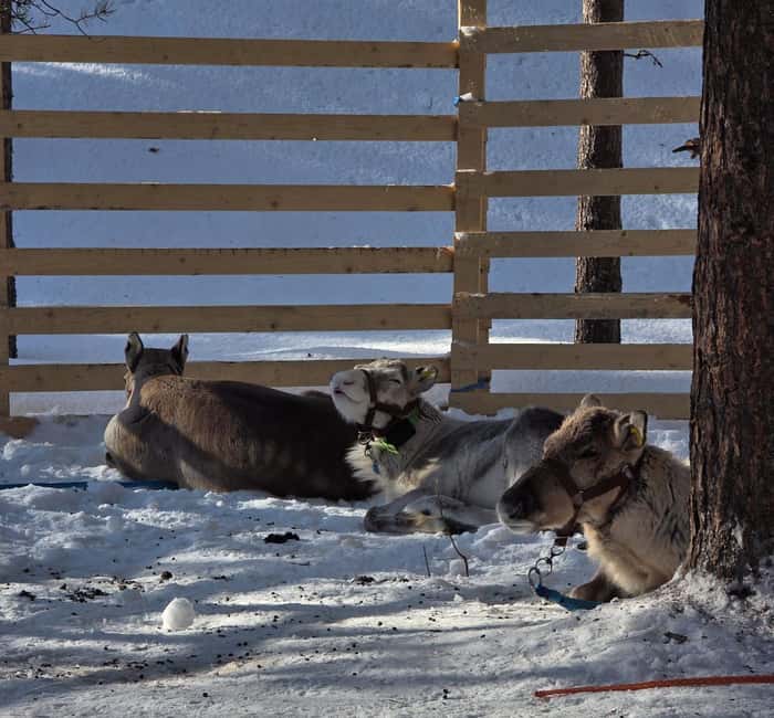 Rovaniemi:Self-drive Husky safari with a Reindeer Farm visit - Driving a husky sleigh yourself through old snowy forest