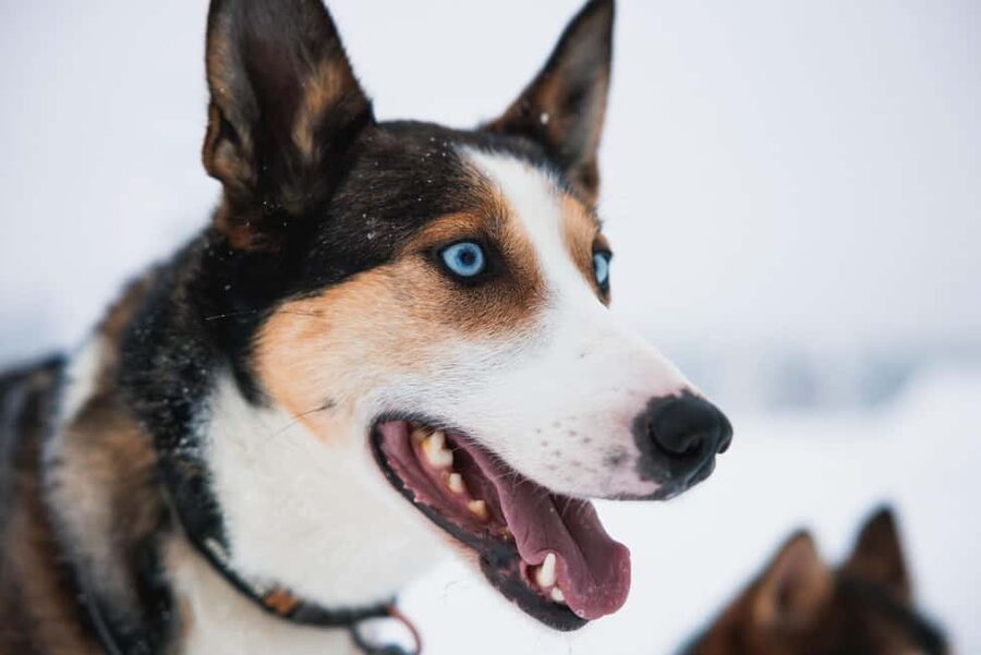 Rovaniemi: Self-Driving Husky Tour 7-kilometers - Key things to know before you go