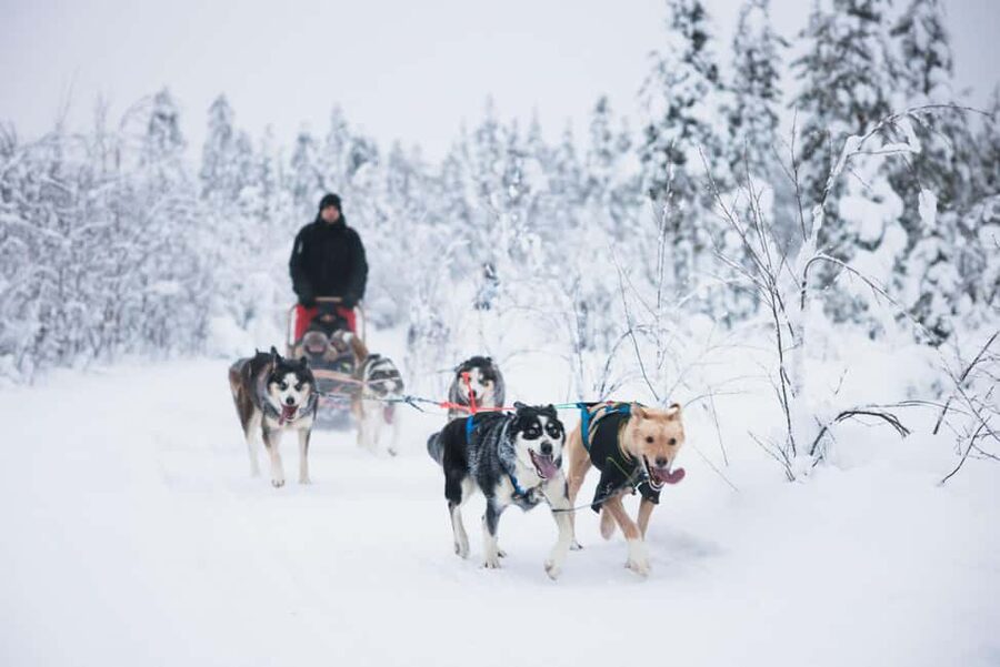 Rovaniemi: Self-Driving Husky Tour 7-kilometers - The 7 km Self-Driving Safari, Riding Like the Musher