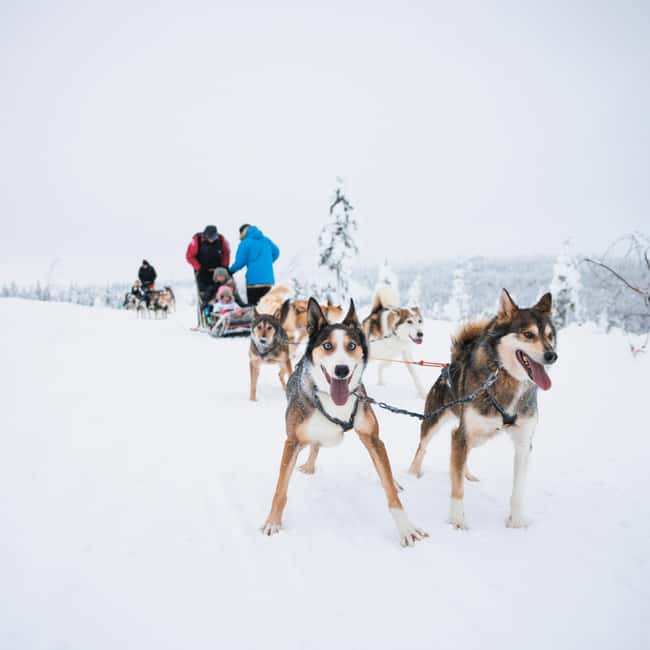 Rovaniemi: Self-Driving Husky Tour 7-kilometers - Who Should Book This (and Who Should Skip It)
