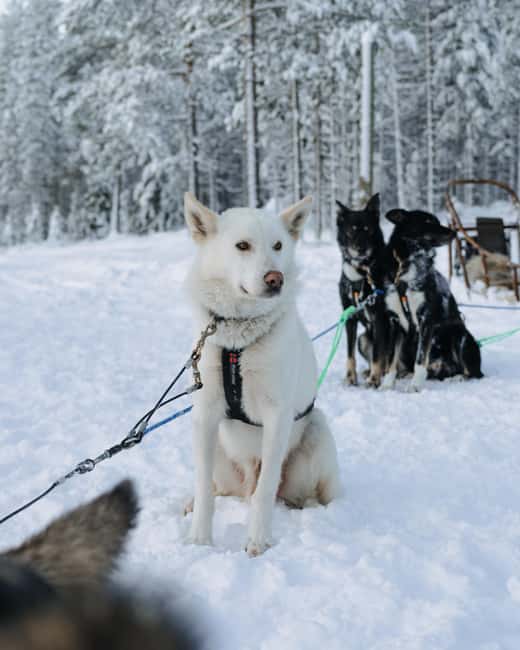Rovaniemi: Small group Adults-Only 12-18km Husky Tour - Key highlights worth getting excited about