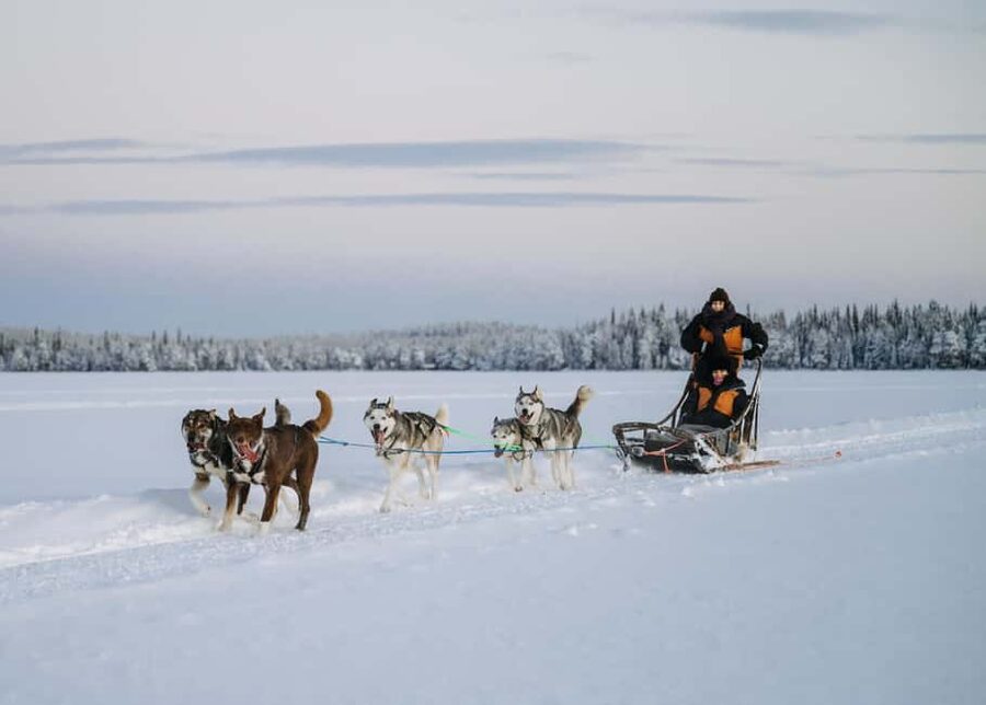 Rovaniemi: Small group Adults-Only 12-18km Husky Tour - The 12 to 18 km husky sled run, with a driver swap and photo break