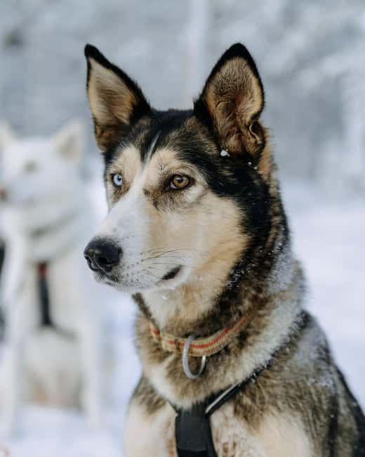 Rovaniemi: Small group Adults-Only 12-18km Husky Tour - Should you book Bearhill Husky’s self-drive tour?