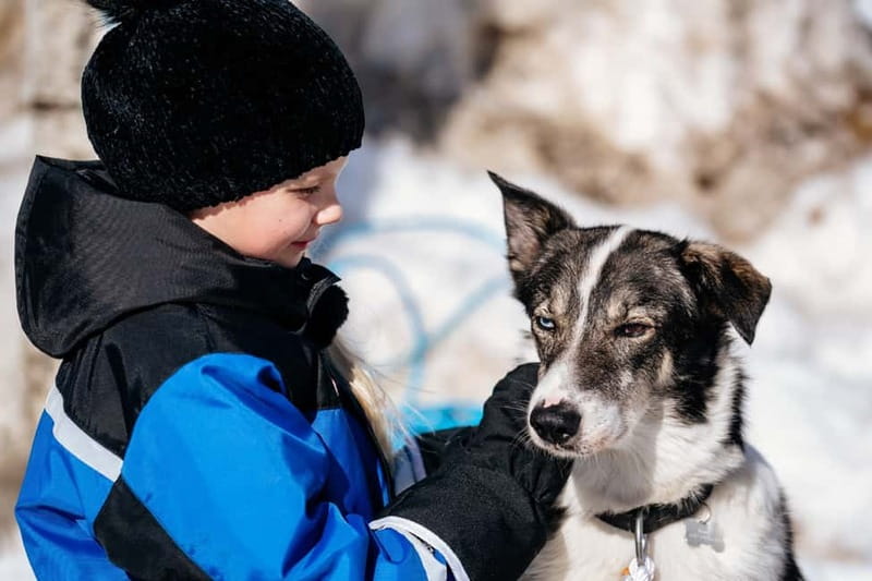 Rovaniemi: Snow Tour with Huskies, Reindeer, & Mini Scooters - Key highlights