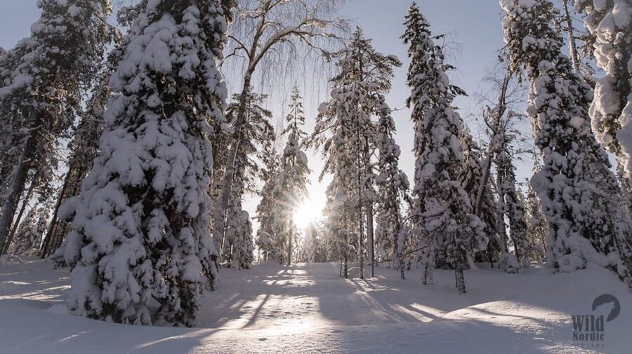 Rovaniemi: Snowmobile Safari into the Arctic Circle Forest - On the Trail: Stops, Photo Moments, and Real Riding Time