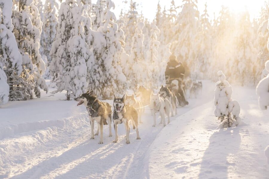 Rovaniemi: Snowmobile Safari, Reindeer & Husky Sleigh Ride - Reindeer farm: feeding, herding stories, and the Arctic Circle driving certificate