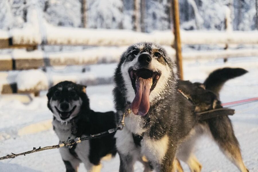 Rovaniemi: Snowmobile Safari, Reindeer & Husky Sleigh Ride - Who this tour suits best, and who should skip it