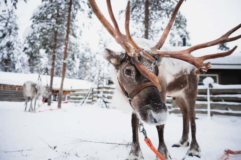 Rovaniemi: Snowmobile Tour and Reindeer Experience - Key things to know before you go