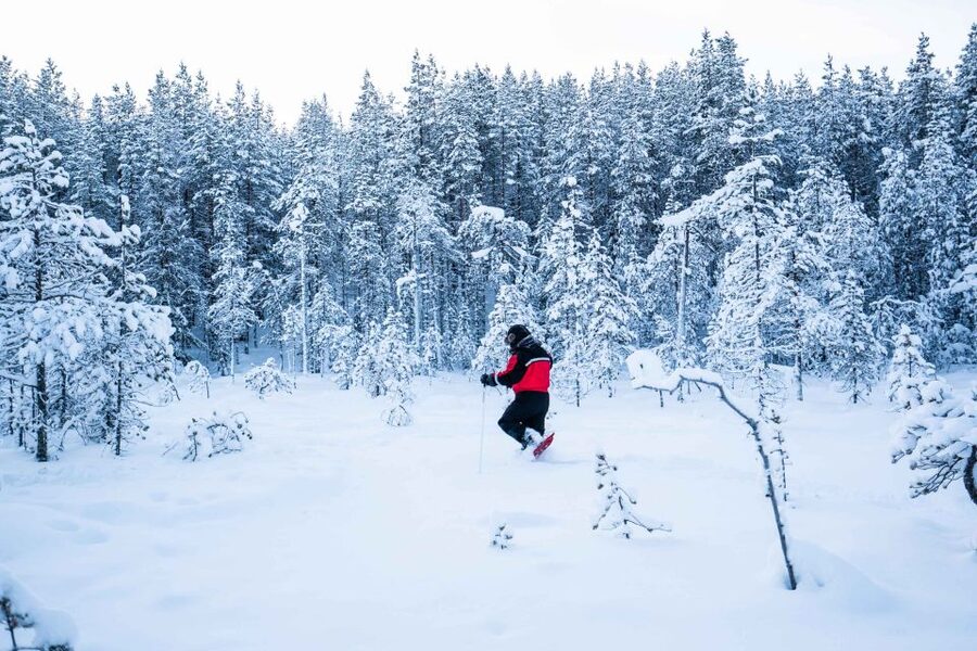 Rovaniemi: Snowshoe Wilderness Adventure with Photos & BBQ - Key Highlights Worth Marking on Your Map