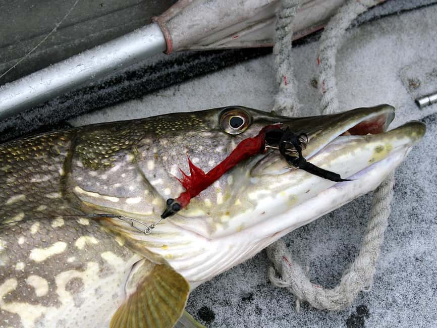 Rovaniemi: Snowshoeing, Ice Fishing and Salmon in Kota - Ice Fishing on a Frozen Lake: Calm, Guided, and Surprisingly Skill-Based